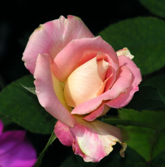 Strawberry Romance photo sr2013_08220036_zps3712f288.jpg